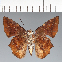  (Hesperiidae_gen sp. CF153 - CFC21654)  @11 [ ] copyright (2023) Center For Collection-Based Research Center For Collection-Based Research