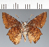  (Hesperiidae_gen sp. CF154 - CFC21658)  @11 [ ] copyright (2023) Center For Collection-Based Research Center For Collection-Based Research