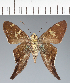 (Hesperiidae_gen sp. CF651 - CFC21663)  @11 [ ] copyright (2023) Center For Collection-Based Research Center For Collection-Based Research