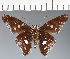  (Hesperiidae_gen sp. CF642 - CFC21673)  @11 [ ] copyright (2023) Center For Collection-Based Research Center For Collection-Based Research