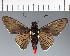  (Hesperiidae_gen sp. CF604 - CFC21674)  @11 [ ] copyright (2023) Center For Collection-Based Research Center For Collection-Based Research