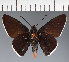  (Hesperiidae_gen sp. CF110 - CFC21683)  @11 [ ] copyright (2023) Center For Collection-Based Research Center For Collection-Based Research