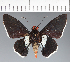  (Hesperiidae_gen sp. CF605 - CFC21686)  @11 [ ] copyright (2023) Center For Collection-Based Research Center For Collection-Based Research