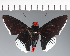  (Hesperiidae_gen sp. CF602 - CFC21693)  @11 [ ] copyright (2023) Center For Collection-Based Research Center For Collection-Based Research