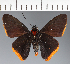  (Hesperiidae_gen sp. CF384 - CFC21699)  @11 [ ] copyright (2023) Center For Collection-Based Research Center For Collection-Based Research
