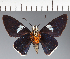  (Hesperiidae_gen sp. CF640 - CFC21700)  @11 [ ] copyright (2023) Center For Collection-Based Research Center For Collection-Based Research