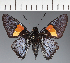  (Hesperiidae_gen sp. CF145 - CFC21710)  @11 [ ] copyright (2023) Center For Collection-Based Research Center For Collection-Based Research