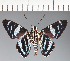  (Hesperiidae_gen sp. CF636 - CFC21714)  @11 [ ] copyright (2023) Center For Collection-Based Research Center For Collection-Based Research