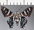  (Hesperiidae_gen sp. CF632 - CFC21715)  @11 [ ] copyright (2023) Center For Collection-Based Research Center For Collection-Based Research