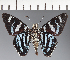  (Hesperiidae_gen sp. CF633 - CFC21716)  @11 [ ] copyright (2023) Center For Collection-Based Research Center For Collection-Based Research