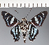  (Hesperiidae_gen sp. CF635 - CFC21717)  @11 [ ] copyright (2023) Center For Collection-Based Research Center For Collection-Based Research