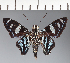  (Hesperiidae_gen sp. CF637 - CFC21720)  @11 [ ] copyright (2023) Center For Collection-Based Research Center For Collection-Based Research