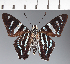  (Hesperiidae_gen sp. CF634 - CFC21722)  @11 [ ] copyright (2023) Center For Collection-Based Research Center For Collection-Based Research