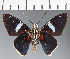  (Hesperiidae_gen sp. CF639 - CFC21724)  @11 [ ] copyright (2023) Center For Collection-Based Research Center For Collection-Based Research