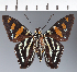  (Hesperiidae_gen sp. CF645 - CFC21726)  @11 [ ] copyright (2023) Center For Collection-Based Research Center For Collection-Based Research