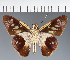  (Hesperiidae_gen sp. CF107 - CFC21788)  @11 [ ] copyright (2023) Center For Collection-Based Research Center For Collection-Based Research