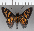  (Ardaris sela periphema - CFC21796)  @11 [ ] Copyright (2018) Christer Fahraeus Center For Collection-Based Research