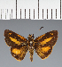  (Hesperiidae_gen sp. CF109 - CFC21845)  @11 [ ] copyright (2023) Center For Collection-Based Research Center For Collection-Based Research
