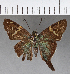  (Aguna penicillata - CFC02188)  @11 [ ] Copyright (2018) Christer Fahraeus Center For Collection-Based Research
