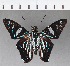  ( - CFC02221)  @13 [ ] Copyright (2018) Christer Fahraeus Center For Collection-Based Research