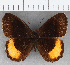  (Pedaliodes phaeinomorpha - CFC22283)  @11 [ ] copyright (2020) Christer Fahraeus Center For Collection-Based Research
