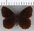  (Pedaliodes antulla - CFC22284)  @11 [ ] copyright (2020) Christer Fahraeus Center For Collection-Based Research