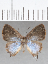  ( - CFC22335)  @11 [ ] Copyright (2019) Christer Fahraeus Center For Collection-Based Research