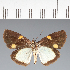  (Hesperiidae_gen sp. CF646 - CFC22431)  @11 [ ] copyright (2023) Center For Collection-Based Research Center For Collection-Based Research