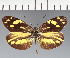  (Pieridae_gen sp. CF14 - CFC22510)  @11 [ ] copyright (2023) Center For Collection-Based Research Center For Collection-Based Research