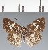  (Hesperiidae_gen sp. CF156 - CFC22655)  @11 [ ] copyright (2023) Center For Collection-Based Research Center For Collection-Based Research