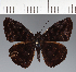  (Hesperiidae_gen sp. CF142 - CFC22713)  @11 [ ] copyright (2023) Center For Collection-Based Research Center For Collection-Based Research