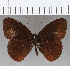  ( - CFC22899)  @11 [ ] copyright (2020) Christer Fahraeus Center For Collection-Based Research
