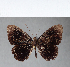  ( - CFC02290)  @11 [ ] Copyright (2018) Christer Fahraeus Center For Collection-Based Research