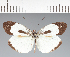  (Pieridae_gen sp. CF10 - CFC22920)  @11 [ ] copyright (2023) Center For Collection-Based Research Center For Collection-Based Research