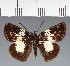  (Hesperiidae_gen sp. CF146 - CFC22927)  @11 [ ] copyright (2023) Center For Collection-Based Research Center For Collection-Based Research