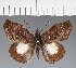  (Hesperiidae_gen sp. CF144 - CFC22928)  @11 [ ] copyright (2023) Center For Collection-Based Research Center For Collection-Based Research