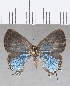  ( - CFC22985)  @11 [ ] Copyright (2020) Christer Fahraeus Center For Collection-Based Research