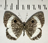  ( - CFC02312)  @11 [ ] Copyright (2018) Christer Fahraeus Center For Collection-Based Research