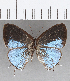  ( - CFC23125)  @11 [ ] Copyright (2020) Christer Fahraeus Center For Collection-Based Research