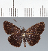  (Hesperiidae_gen sp. CF529 - CFC23215)  @11 [ ] copyright (2023) Center For Collection-Based Research Center For Collection-Based Research