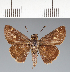  (Hesperiidae_gen sp. CF687 - CFC23241)  @11 [ ] copyright (2023) Center For Collection-Based Research Center For Collection-Based Research