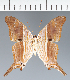  (Marpesia sp. CF02 - CFC23331)  @11 [ ] copyright (2023) Center For Collection-Based Research Center For Collection-Based Research