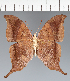  (Marpesia sp. CF03 - CFC23332)  @11 [ ] copyright (2023) Center For Collection-Based Research Center For Collection-Based Research