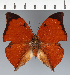  (Zaretis sp. CF03 - CFC23373)  @11 [ ] copyright (2023) Center For Collection-Based Research Center For Collection-Based Research
