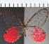  ( - CFC23557)  @11 [ ] Copyright (2019) Christer Fahraeus Center For Collection-Based Research