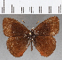  (Manerebia benigni - CFC23686)  @11 [ ] copyright (2020) Christer Fahraeus Center For Collection-Based Research