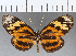  ( - CFC02369)  @11 [ ] Copyright (2019) Christer Fahraeus Center For Collection-Based Research