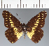  (Archonias sp. CF14 - CFC23718)  @11 [ ] copyright (2023) Center For Collection-Based Research Center For Collection-Based Research