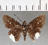 ( - CFC02376)  @11 [ ] Copyright (2018) Christer Fahraeus Center For Collection-Based Research