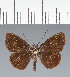  (Hesperiidae_gen sp. CF530 - CFC23797)  @11 [ ] copyright (2023) Center For Collection-Based Research Center For Collection-Based Research